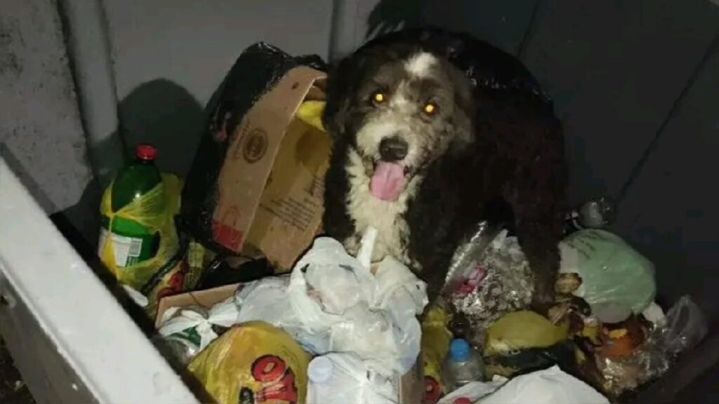 Cachorro Abandonado Encontrado Dentro De Ca Amba De Lixo No Bairro