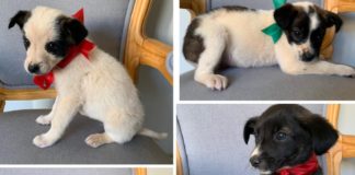 Procura-se dono para filhotes abandonados em frente à portaria da Gerdau em Ouro Preto