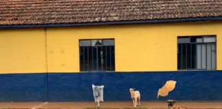 Adotados filhotes que viviam na Gerdau em Ouro Preto; Abandono ainda é realidade na empresa