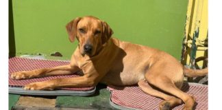 Via site, Vale realiza adoção de animais castrados resgatados em Brumadinho