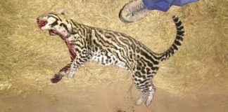 Bação, Itabirito: gato-do-mato morto em estrada será símbolo contra queimadas, diz secretário