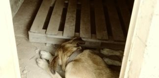 Maus-tratos contra cão em Itabirito repercutem na web; empresa diz que situação foi atípica