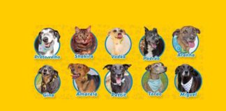 Shakira, Miguel, Gina etc: 9 cães e 1 gato resgatados na tragédia de Mariana precisam ser adotados