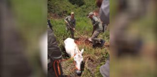 Itabirito: Cavalo cai em buraco e é salvo pela Brigada Municipal, em Acuruí; FOTOS
