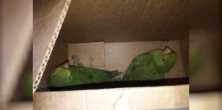 Itabirito: Maritacas presas em linhas de pipa são salvas pela Brigada Municipal