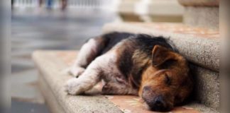 Cães ou gatos abandonados com feridas ou doentes em Itabirito? Ligue (31) 97554-1142