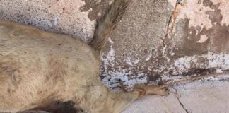 Itabirito: Com seu carro, dono do Museu Jeca Tatu arrasta cadela pela BR-356; “Já estava morta”, afirma