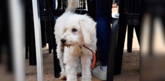 Itabirito: Oportunidade de adotar animalzinho vacinado e com castração gratuita garantida