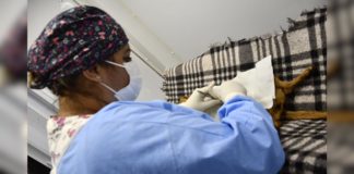 Prefeitura de Itabirito realiza mutirão de castração de cães e gatos em Acuruí