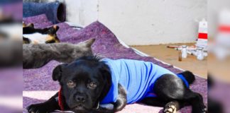 Itabirito retoma cadastro presencial para castração de cães e gatos