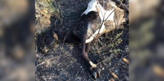 Ouro Preto: Cabra morre em incêndio que atingiu área de 30 mil metros quadrados