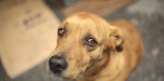Nova lei em Ouro Preto obriga clínica a denunciar ao receber animais em situação de maus-tratos