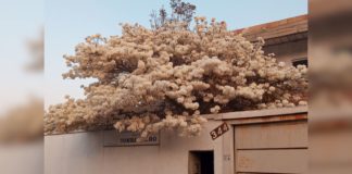 Itabirito: Ipê-branco, atração na Associação do Tombadouro, completa 13 anos