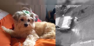 Itabirito: Vídeo mostra cadelinha morta por carro; motorista não corria e não prestou socorro