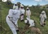 Itabirito: Brigada aprende a resgatar abelhas e lidar melhor com situações que envolvam enxames
