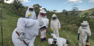 Itabirito: Brigada aprende a resgatar abelhas e lidar melhor com situações que envolvam enxames