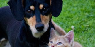 Mariana promove mutirão de castração até o dia 04 de fevereiro