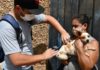Em Itabirito, Prefeitura realiza vacinação de cães atingidos por enchentes