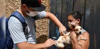 Em Itabirito, Prefeitura realiza vacinação de cães atingidos por enchentes