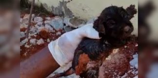 Itabirito: Brigada quebra concreto por 4h para salvar cãozinho preso em cano; VEJA VÍDEO