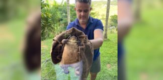 Itabirito: sapo com cerca de 2 kg, encontrado no Bota, chama atenção em rede social