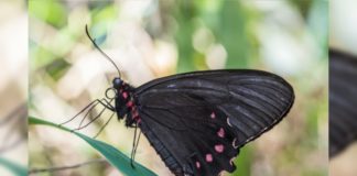 Borboleta de espécie rara e ameaçada de extinção é reencontrada em Brumadinho