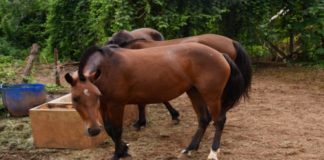 Caso de raiva em equino é confirmado em Mariana