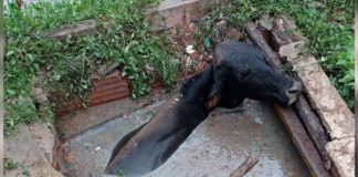 Itabirito: Brigada salva vaca que caiu em fossa no bairro Meu Sítio; veja vídeo