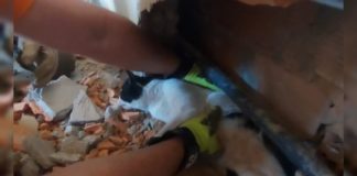 Itabirito: gato cai entre 2 paredes, fica preso, mas é salvo pela Brigada Municipal; veja vídeo