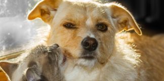 Mariana inicia cadastro para castração de cães e gatos