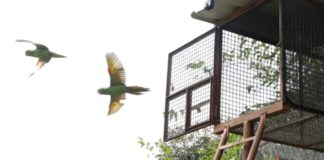 Em Brumadinho, 30 aves são soltas após anos em cativeiro; veja vídeo