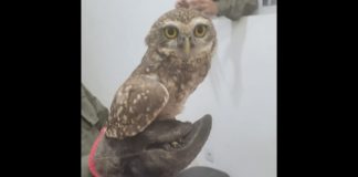 Coruja-buraqueira, presa entre muros, é resgatada pela Brigada, em Itabirito; veja fotos