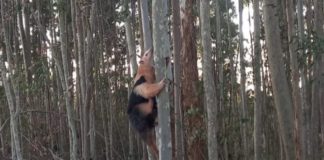 Bombeiros resgatam tamanduá-mirim no quintal de uma casa em Conselheiro Lafaiete