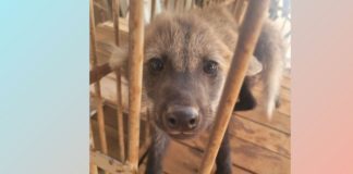 Bombeiros combatem incêndios de grandes proporções perto de Itabirito