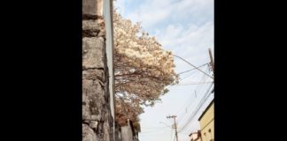 Atração em Itabirito, ipê-branco do bairro Tombadouro dá o ar da graça; veja fotos