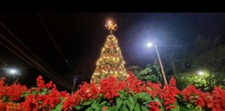 VEJA FOTOS: Natal Iluminado em Itabirito movimenta ruas da cidade Árvore de Natal na Praça da Bandeira, Centro de Itabirito. Foto - Radar Geral