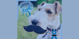 Novembro azul também serve para atenção aos cuidados com a saúde do seu pet