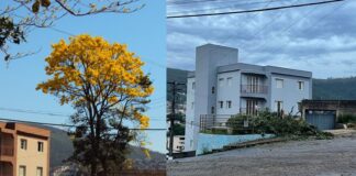 Itabirito: 2 árvores, sendo 1 ipê com mais de 35 anos, são cortadas entre os bairros Bela Vista e Lourdes De um lado, o ipê florido na pracinha entre os bairro Lourdes e Bela Vista. Do outro lado, a praça sem as duas árvores. Fotos - Arquivo - Radar Geral