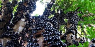 Prepare-se para comemorar o 30º aniversário da Festa da Jabuticaba de Cachoeira do Campo Jabuticaba, uma das frutas mais amadas pelos brasileiros, é tema da tradicional festa em Cachoeira do Campo. Foto - Reprodução