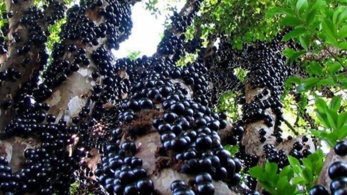 Jabuticaba, uma das frutas mais amadas pelos brasileiros, é tema da tradicional festa em Cachoeira do Campo. Foto - Reprodução