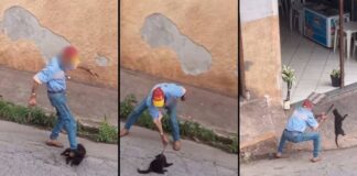 Em ato covarde e usando uma ferramenta, idoso espanca gato em Itabirito; veja vídeo O crime aconteceu na Vila Gonçalo, Itabirito. Foto - Reprodução