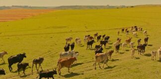 Minas Gerais: produtores têm até 30/11 para vacinar seus rebanhos contra a febre aftosa 2ª fase da campanha de vacinação de 2022 contra a febre aftosa começa em MG. Foto - Governo de Minas Gerais