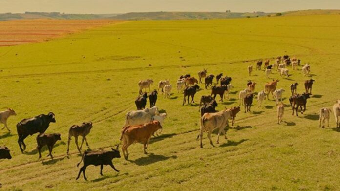 2ª fase da campanha de vacinação de 2022 contra a febre aftosa começa em MG. Foto - Governo de Minas Gerais