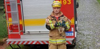 Raposinha surge em campus da Unipac, funcionário consegue prendê-la e bombeiros são acionados Bombeiro com a raposinha. Foto - CBMMG