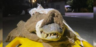 Jacaré de 1,7 metro ataca homem em área rural da Zona da Mata Mineira; veja fotos Jacaré foi levado para cuidados veterinários. Foto - CBMMG