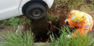Triângulo Mineiro: boi preso em buraco é achado, por um acaso, durante socorro após acidente de carro Animal estava no mesmo buraco em que roda do carro caiu. Foto - CBMMG