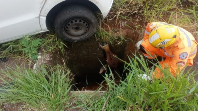 Animal estava no mesmo buraco em que roda do carro caiu. Foto - CBMMG