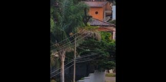 Queda de folha de palmeira faz parte de Itabirito ficar sem energia elétrica Queda de folha de palmeira faz parte de Itabirito ficar sem energia elétrica