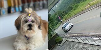Itabirito: motorista que atropelou cachorrinha pede desculpas e tutor aceita; “Não vi”, diz condutor Itabirito: motorista que atropelou cachorrinha pede desculpas e tutor aceita; "Não vi", afirma condutor