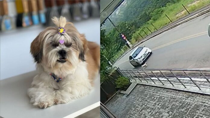 Itabirito: motorista que atropelou cachorrinha pede desculpas e tutor aceita; 